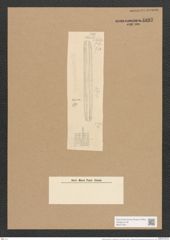 Nitzschia insignis var. mauritiana Grun. (de-Toni-Nr.: Genus 47, Species 2074) Zeichnungen Sammlung Grunow Nr. 4097 (NHMW-BOT-W0371951)